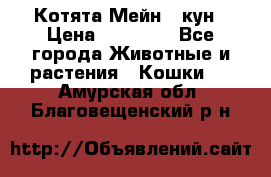 Котята Мейн - кун › Цена ­ 19 000 - Все города Животные и растения » Кошки   . Амурская обл.,Благовещенский р-н